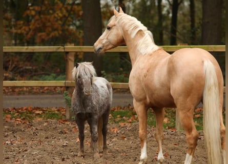 NMPRS, Wallach, 5 Jahre, 99 cm, Schecke