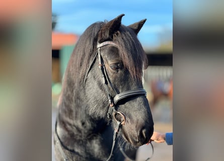 Nórico, Caballo castrado, 11 años, 160 cm, Negro