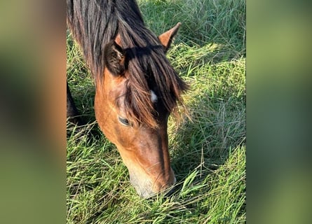 Nórico, Caballo castrado, 1 año, Castaño