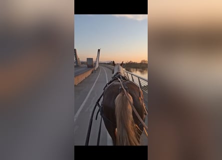 Nórico, Caballo castrado, 2 años, 162 cm, Alazán-tostado