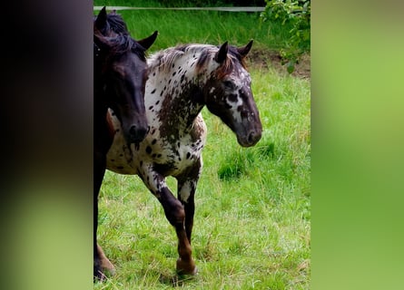 Nórico, Caballo castrado, 2 años, 164 cm, Atigrado/Moteado