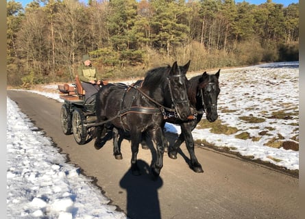 Nórico, Caballo castrado, 3 años, 163 cm, Tordillo negro