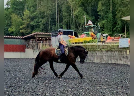 Nórico, Caballo castrado, 3 años, Negro