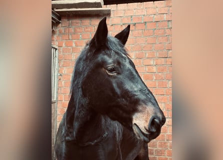 Nórico, Caballo castrado, 3 años, Negro