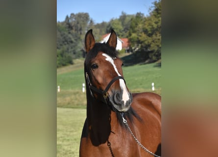 Nórico Mestizo, Caballo castrado, 4 años, 156 cm, Castaño