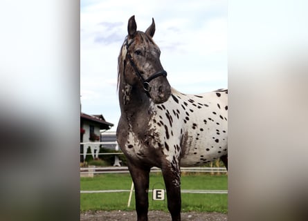 Nórico, Caballo castrado, 4 años, 162 cm, Atigrado/Moteado