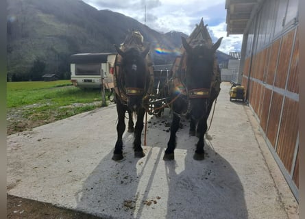 Nórico, Caballo castrado, 4 años, 162 cm