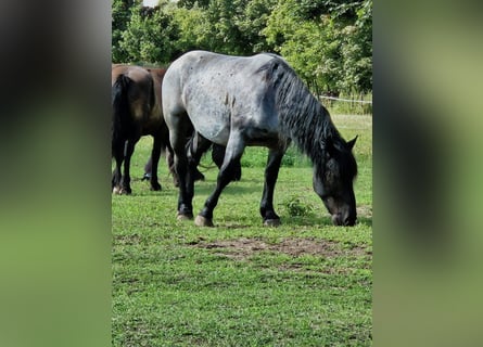 Nórico, Caballo castrado, 4 años