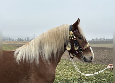 Nórico, Caballo castrado, 5 años, 162 cm, Alazán