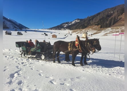 Nórico, Caballo castrado, 5 años