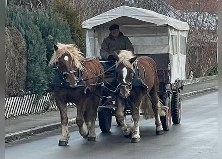 Nórico, Caballo castrado, 6 años, 162 cm, Alazán