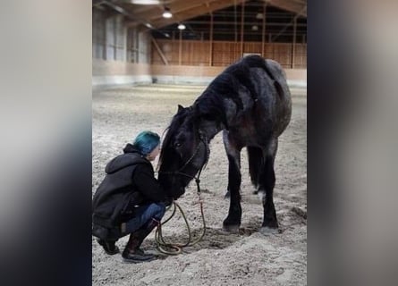 Nórico, Caballo castrado, 6 años, 165 cm, Tordillo negro