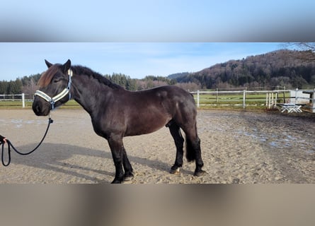 Nórico, Caballo castrado, 6 años, 170 cm, Negro