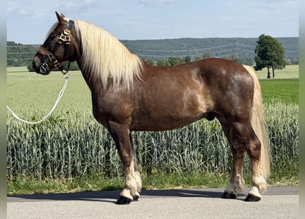 Norico, Castrone, 11 Anni, 164 cm, Sauro scuro