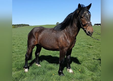 Norico, Castrone, 3 Anni, 168 cm