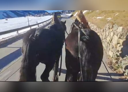 Norico, Castrone, 7 Anni, 175 cm