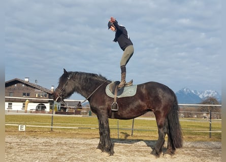 Norico, Giumenta, 15 Anni, 163 cm, Morello