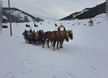 Norico, Giumenta, 17 Anni, 165 cm, Sauro