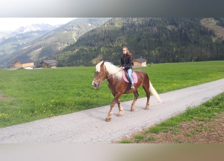 Norico, Giumenta, 18 Anni