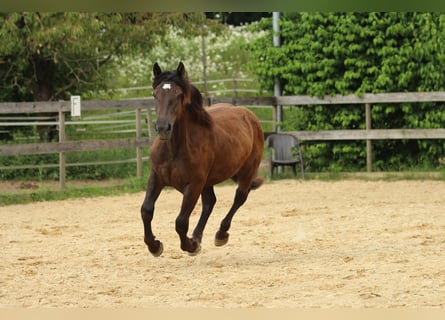 Norico, Giumenta, 2 Anni, 163 cm, Morello