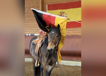 Norico, Giumenta, 3 Anni, 147 cm, Baio