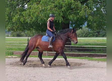 Norico, Giumenta, 3 Anni, 153 cm, Baio