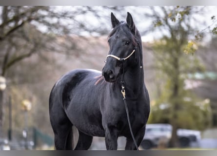 Norico, Giumenta, 3 Anni, 154 cm