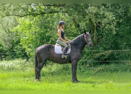 Norico, Giumenta, 3 Anni, 163 cm, Morello