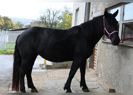 Norico, Giumenta, 4 Anni, Morello