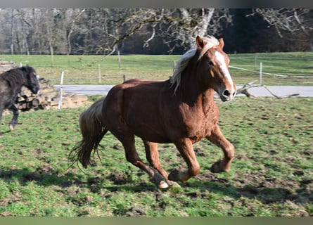 Norico, Giumenta, 4 Anni, Sauro scuro