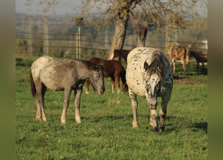 Norico, Giumenta, 6 Anni, 154 cm, Leopard