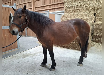 Norico, Giumenta, 6 Anni, 165 cm, Baio nero