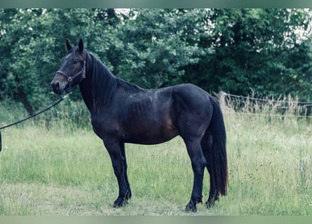 Nórico, Semental, 2 años, 158 cm, Castaño oscuro