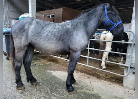 Nórico, Semental, 2 años, 175 cm