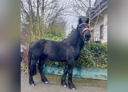 Nórico, Semental, 3 años, 164 cm, Negro