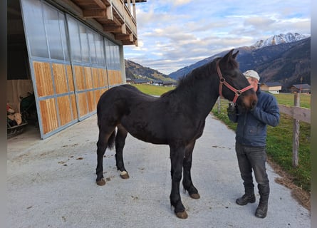 Nórico, Semental, 4 años