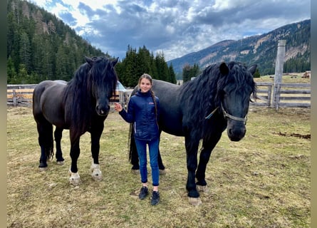 Norico, Stallone, 13 Anni, 168 cm