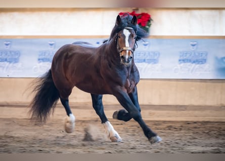 Norico, Stallone, 9 Anni, 165 cm, Baio scuro