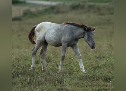 Nórico, Yegua, 1 año, 160 cm, Atigrado/Moteado