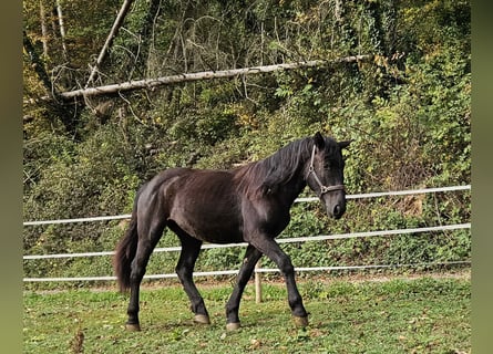 Nórico, Yegua, 1 año