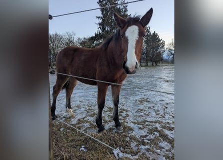 Nórico Mestizo, Yegua, 1 año, Castaño