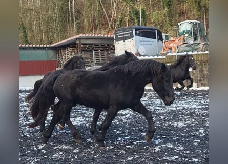 Nórico, Yegua, 2 años, 167 cm, Negro