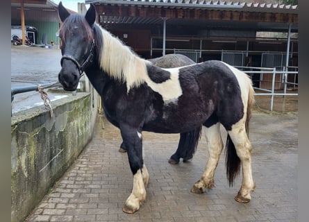 Nórico, Yegua, 2 años