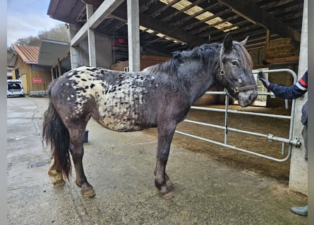 Nórico, Yegua, 2 años