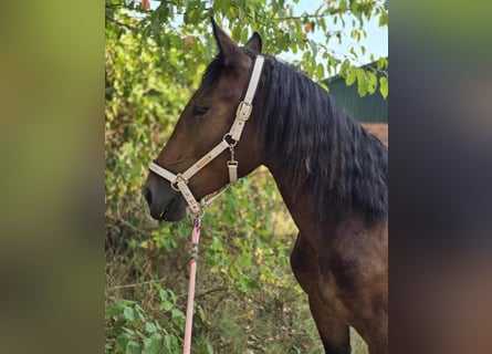 Nórico, Yegua, 2 años, Castaño