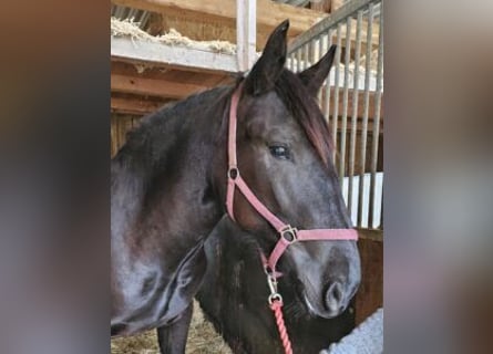 Nórico, Yegua, 2 años, Negro