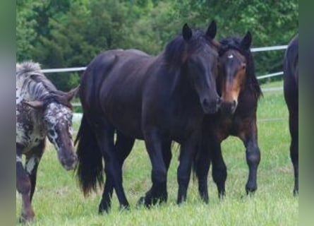 Nórico, Yegua, 2 años, Negro