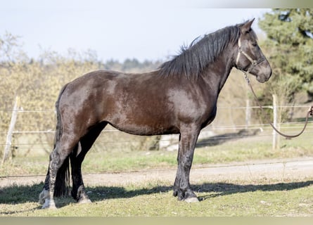 Nórico, Yegua, 3 años, 159 cm, Negro