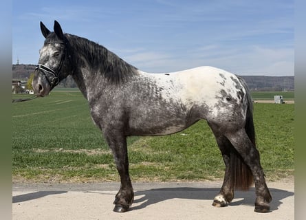 Nórico, Yegua, 3 años, 160 cm, Atigrado/Moteado
