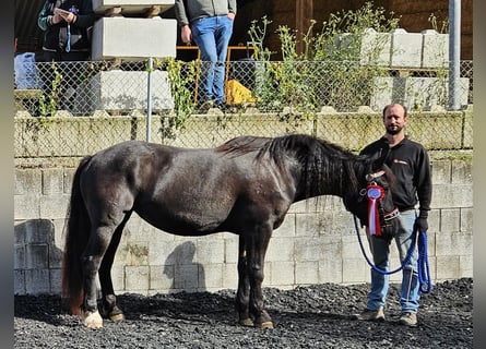 Nórico, Yegua, 3 años, Negro